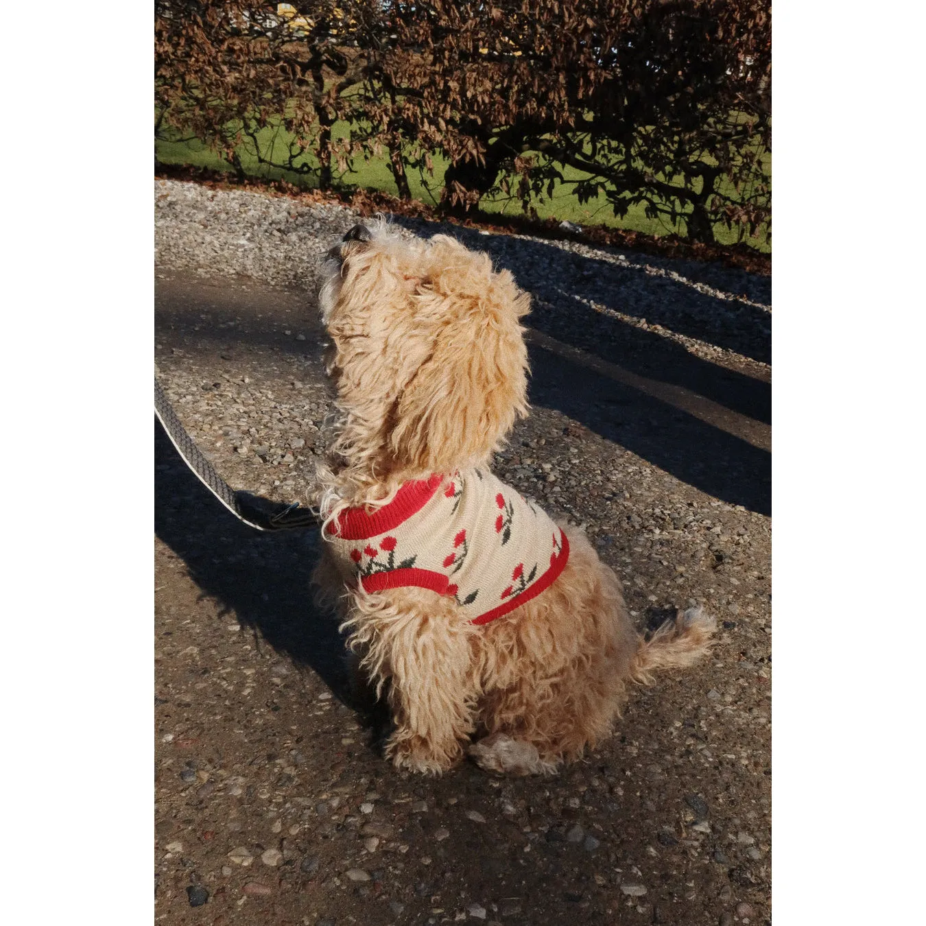 Konges Sløjd Cherry Knit Dog Vest Cherry One Size