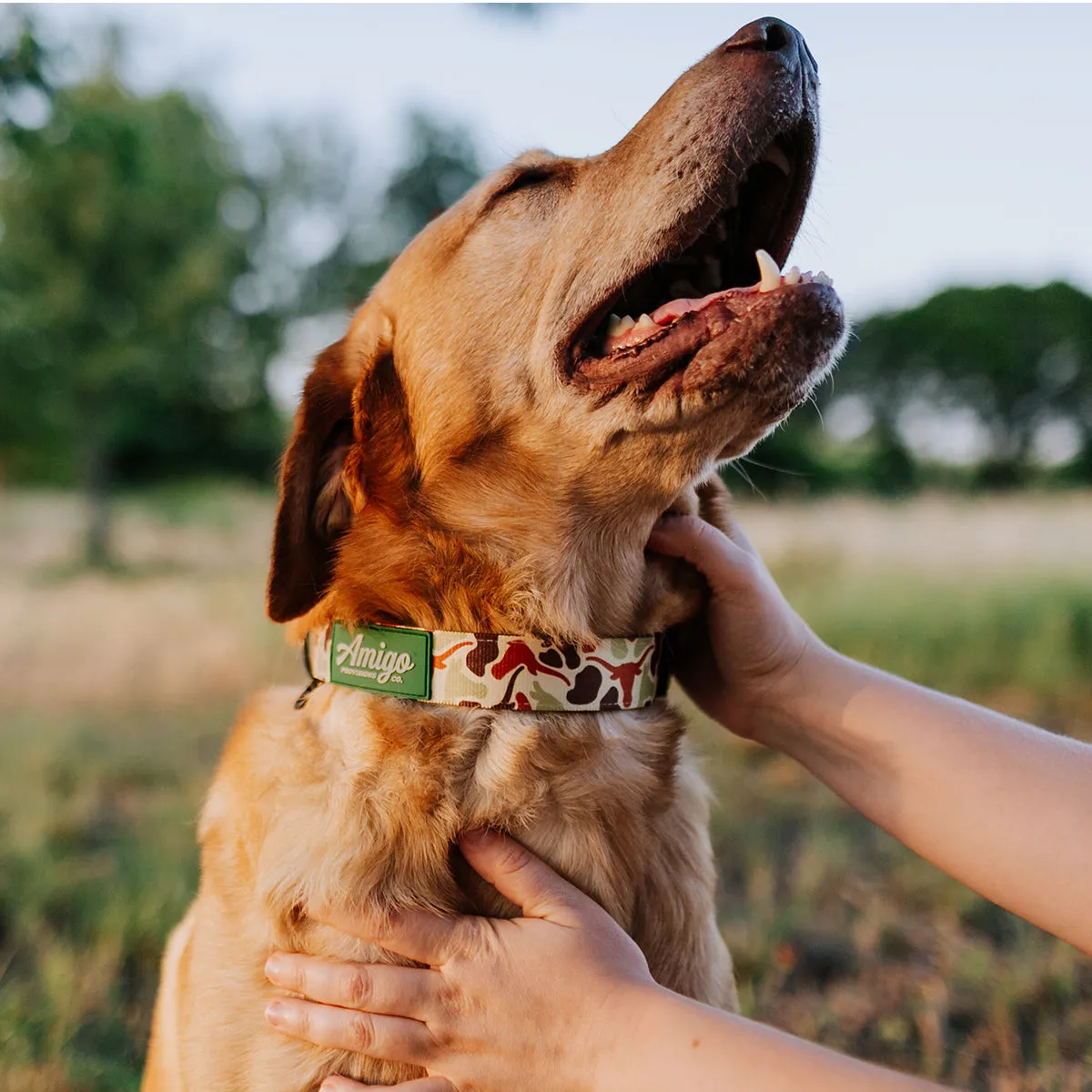 Longhorn Camo - Performance Nylon Dog Collar